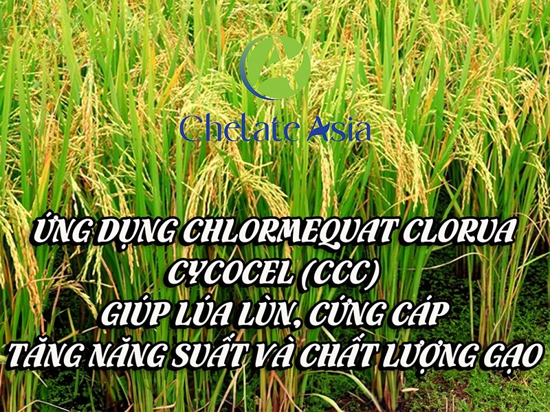 Ứng dụng Chlormequat clorua, Cycocel (CCC) giúp lúa lùn, cứng cáp, tăng năng suất và chất lượng gạo