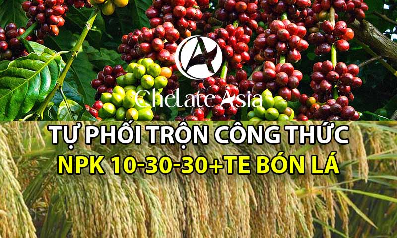 NPK 10-30-30+TE - Tự phối trộn phân bón lá cho cây giai đoạn chuẩn bị ra hoa và nuôi trái