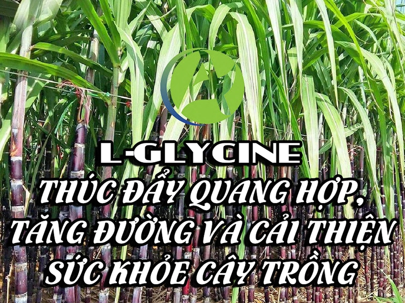 L-Glycine: Thúc đẩy quang hợp, tăng đường và cải thiện sức khỏe cây trồng