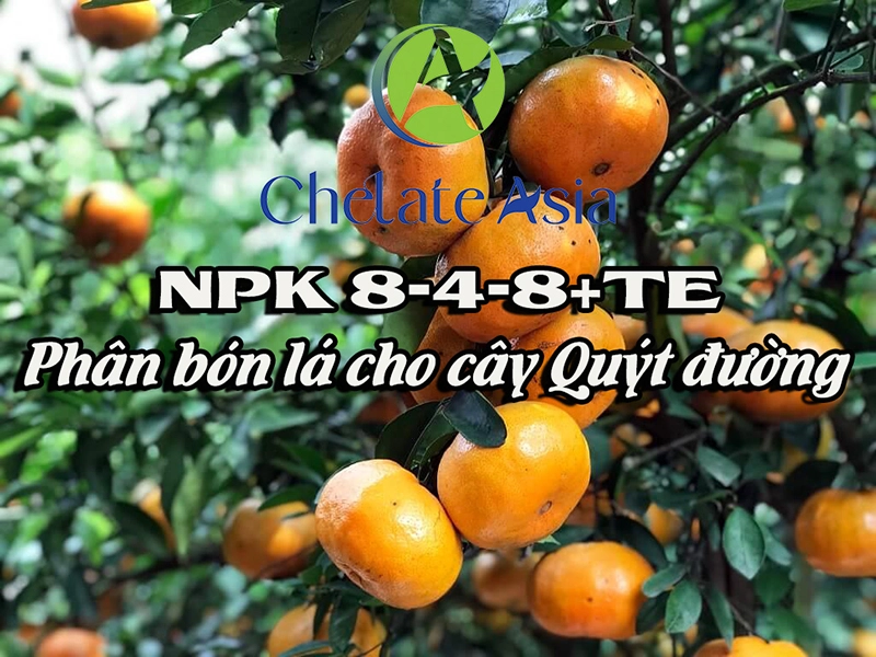 NPK 8-4-8+TE – Phân bón lá cho cây Quýt đường