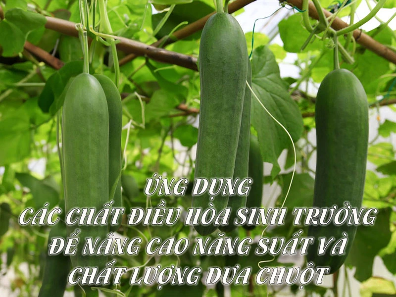 Ứng dụng các chất điều hòa sinh trưởng để nâng cao năng suất và chất lượng dưa chuột