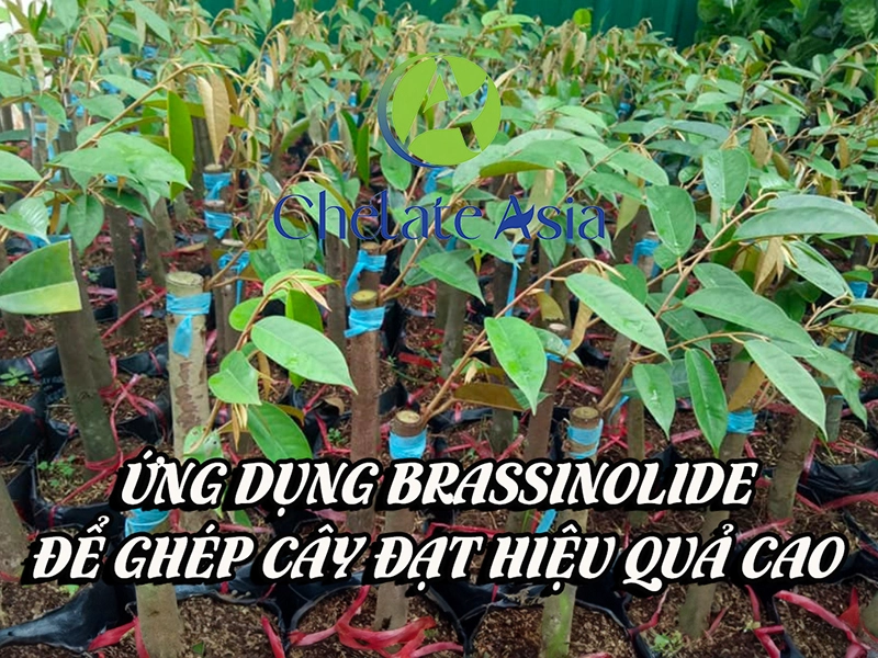 Ứng dụng Brassinolide để ghép cây đạt hiệu quả cao