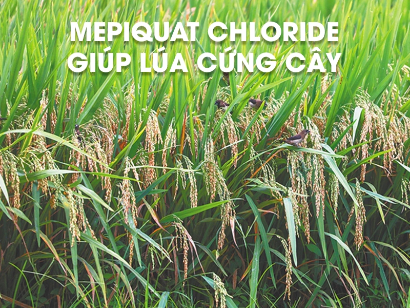 Mepiquat Chloride: Giải pháp hiệu quả cho vấn đề đổ ngã và sự phát triển của cây Lúa