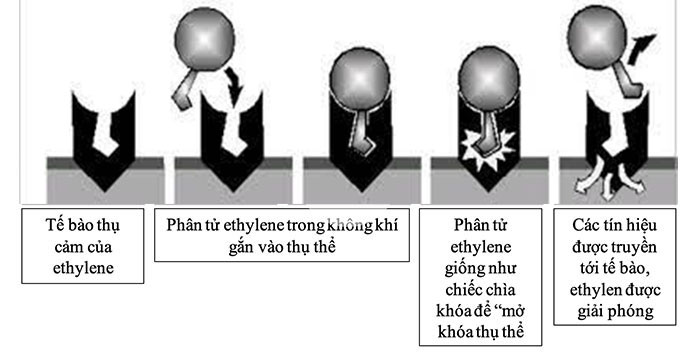 Nguyên lý chìa khóa, ổ khóa giữa Ethephone và thụ thể giúp kích thích quá trình chín ở trái cây