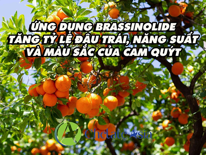 Ứng dụng brassinolide tăng tỷ lệ đậu trái, năng suất và màu sắc của cam quýt