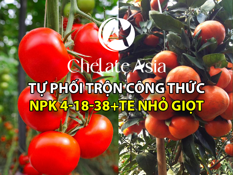 Hướng dẫn tự phối trộn NPK 4-18-38+TE và phương pháp chăm sóc cà chua, cây ăn trái