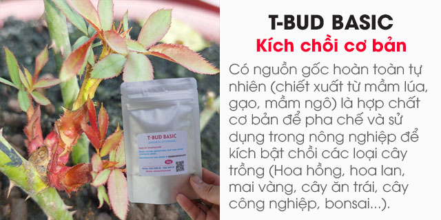 Bán T-BUD BASIC cytokinin synthetic (Hóa chất cơ bản kích chồi cây)