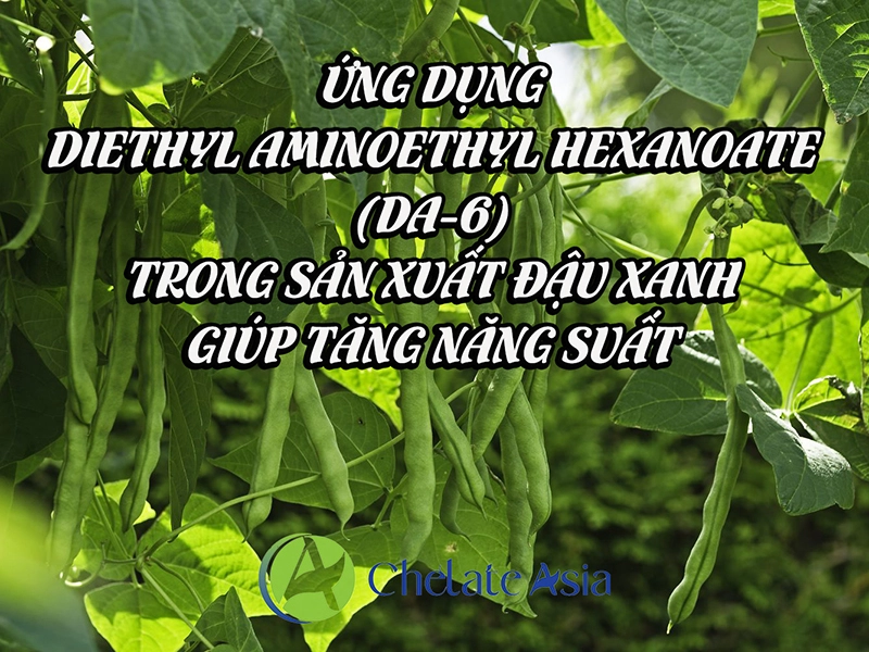 Ứng dụng Diethyl Aminoethyl Hexanoate (DA-6) trong sản xuất đậu xanh giúp tăng năng suất