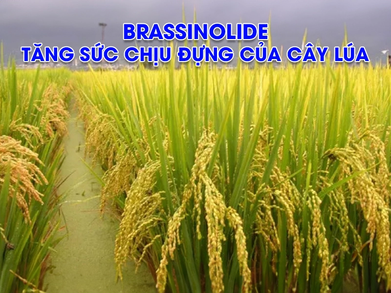 Ứng dụng Brassinolide để tăng cường năng suất và sức chịu đựng của cây lúa