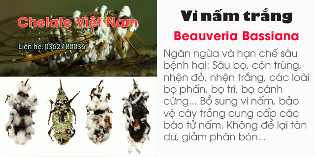 Bán Vi nấm trắng Beauveria Bassiana - diệt sâu bệnh hại