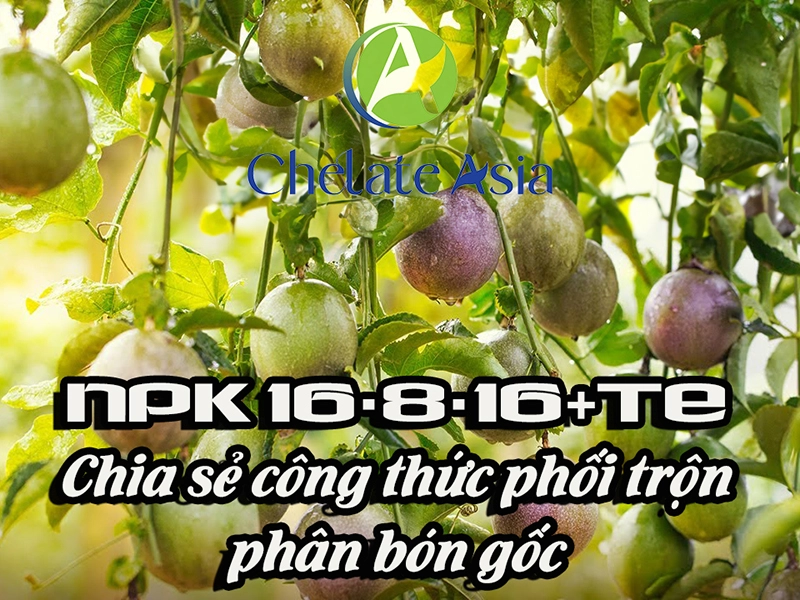 NPK 16-8-16+TE - Chia sẻ công thức phối trộn phân bón gốc