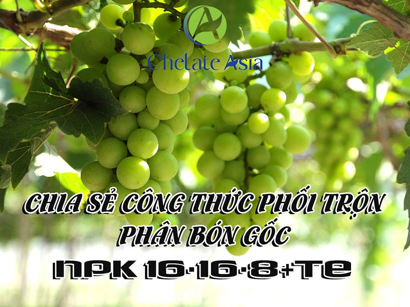 NPK 16-16-8+TE - Chia sẻ công thức phối trộn phân bón gốc