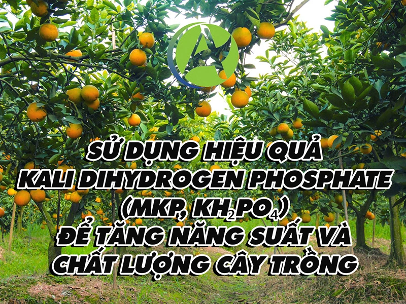 Sử dụng hiệu quả Kali Dihydrogen Phosphate (MKP, KH₂PO₄) để tăng năng suất và chất lượng cây trồng