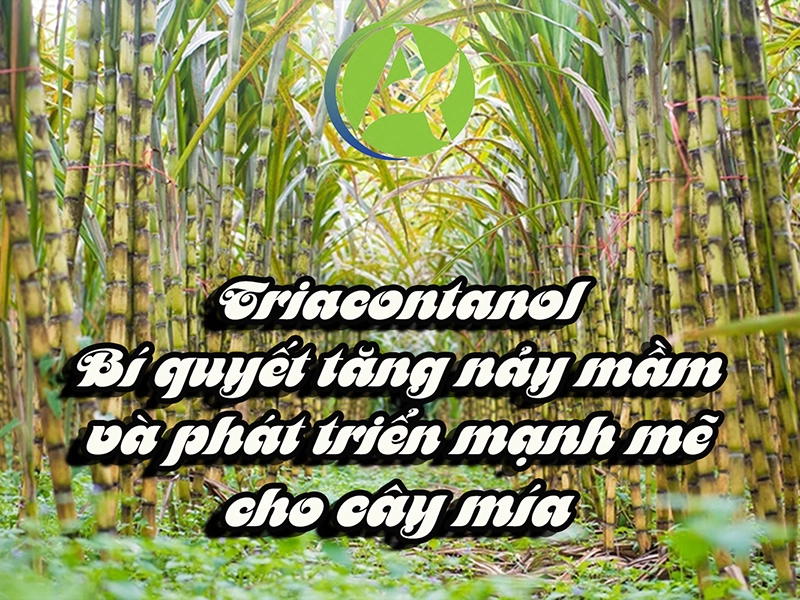 Triacontanol: Bí quyết tăng nảy mầm và phát triển mạnh mẽ cho cây mía