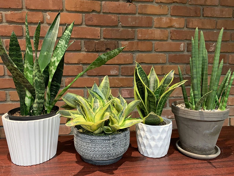 Phân bón cho cây Sansevieria (Lưỡi hổ)