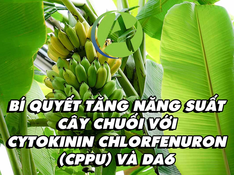 Bí quyết tăng năng suất cây chuối với cytokinin chlorfenuron (CPPU) và DA6