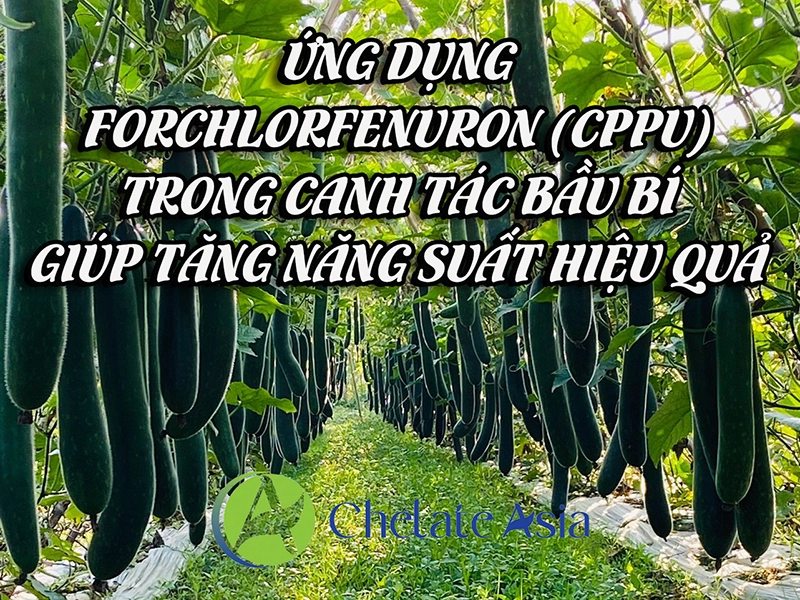 Ứng dụng forchlorfenuron (CPPU) trong canh tác bầu bí giúp tăng năng suất hiệu quả