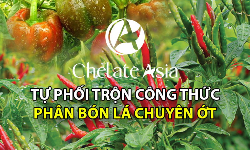 Cây ớt - Tự phối trộn phân bón lá cho cây ớt giai đoạn ra hoa, đậu trái