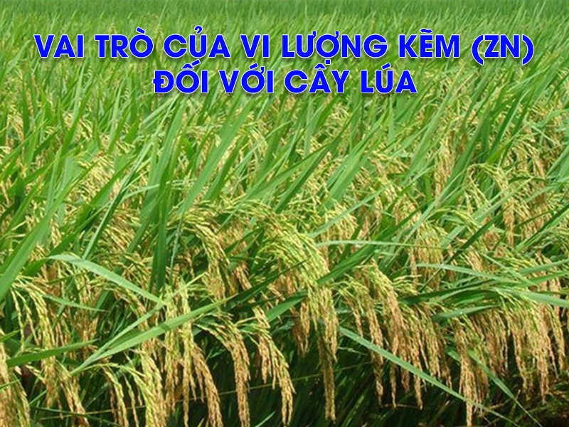 Tầm quan trọng và ứng dụng của kẽm trong canh tác lúa