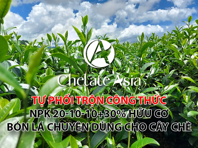 NPK 20-10-10+30% Hữu cơ sử dụng cho cây chè!