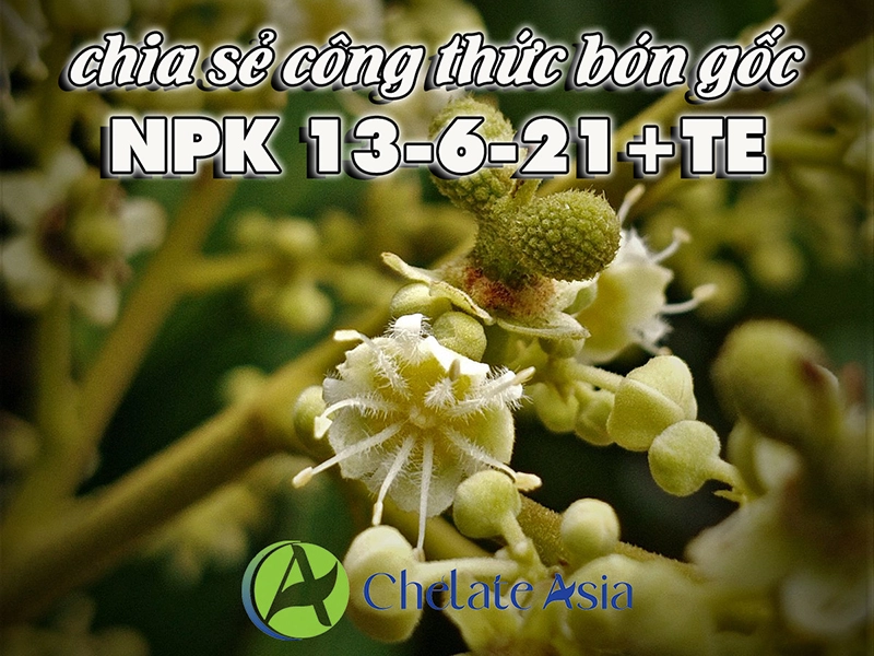 NPK 13-6-21+TE - Chia sẻ công thức phân bón gốc