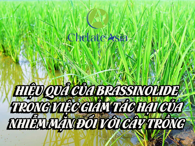 Hiệu quả của brassinolide trong việc giảm tác hại của nhiễm mặn đối với cây trồng