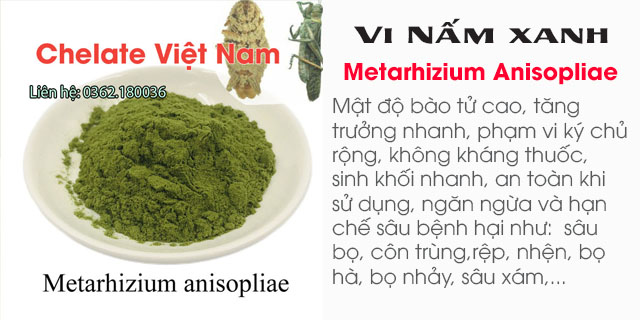 Bán Vi Nấm xanh Metarhizium Anisopliae đặc trị tuyến trùng, côn trùng