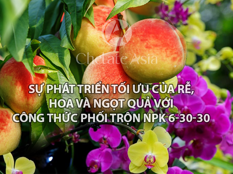 Sự phát triển tối ưu của rễ, hoa và ngọt quả với công thức phối trộn NPK 6-30-30