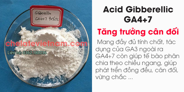 Bán Acid Gibberellic GA4+7 90% - kích thích tăng trưởng cân đối, đồng đều (GA4+GA7)