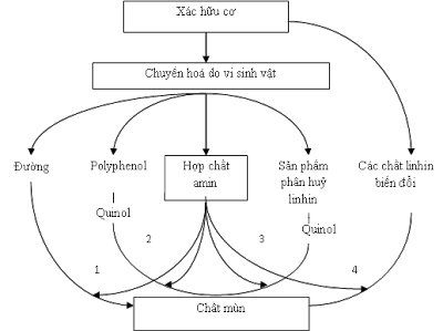 các con đường hình thành chất mùn từ các xác hữu cơ thông thường ở trong đất (Theo Stevenson, 1982).