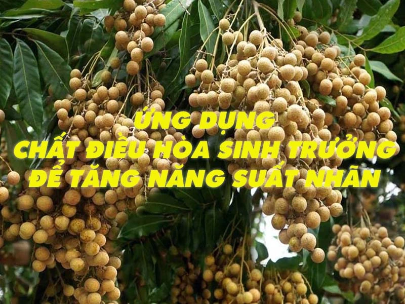 Ứng dụng các chất chất điều hòa sinh trưởng để tăng năng suất nhãn hiệu quả