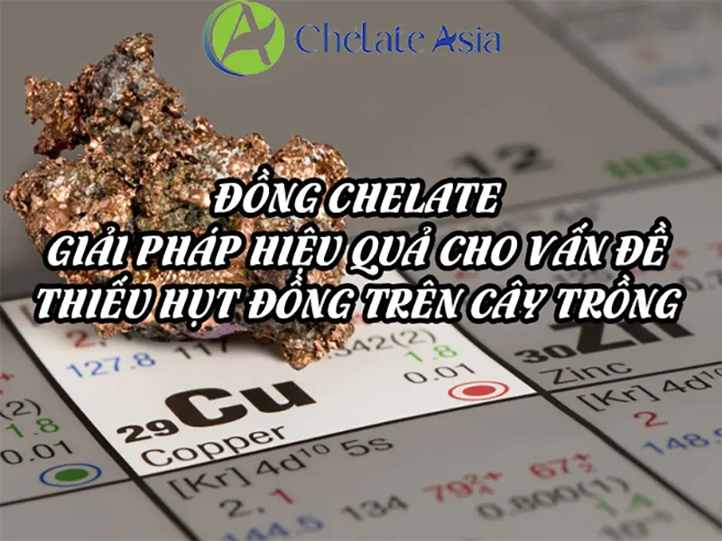 Đồng Chelate: Giải pháp hiệu quả cho vấn đề thiếu hụt đồng trên cây trồng