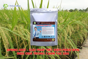 Amino Axit - Giải pháp tiết kiệm phân bón hiệu quả trong canh tác lúa