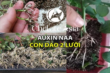 Auxin NAA - 'Dao 2 Lưỡi' kích thích sự phát triển hoàn hảo của cây trồng