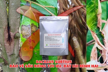 Bacillus subtilis cứu tinh của sầu riêng phòng ngừa các bệnh do nấm, vi khuẩn, virus (vàng lá, xỉ mủ...) 