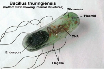 Bacillus thuringiensis hiệu quả cao hơn gấp nhiều lần khi có sự kết hợp với các sản phẩm khác