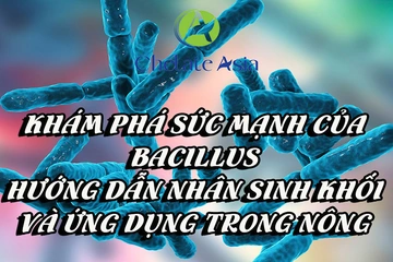 Khám phá sức mạnh của Bacillus: hướng dẫn nhân sinh khối và ứng dụng trong nông nghiệp