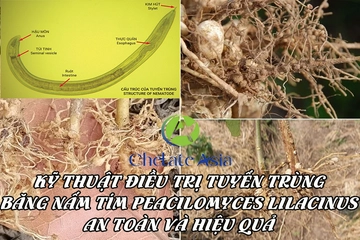 Kỹ thuật trị tuyến trùng bằng nấm tím paecilomyces lilacinus - an toàn và hiệu quả