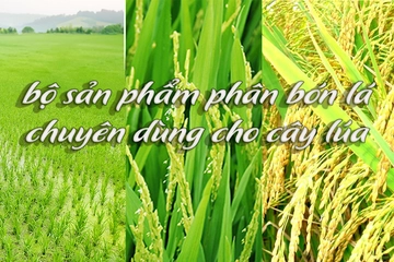 Bộ sản phẩm phân bón lá cho cây lúa