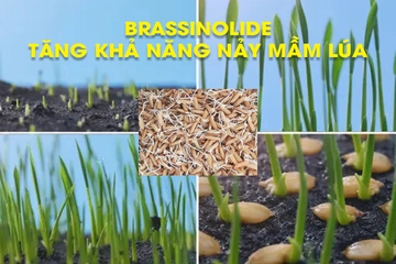 Ứng dụng Brassinolide trong xử lý hạt giống lúa nhằm tăng khả năng nảy mầm