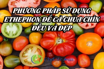 Phương pháp sử dụng Ethephon để cà chua chín đều và đẹp