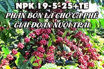 NPK 19-5-25+TE Phân bón lá cho cây cà phê – Giai đoạn nuôi trái