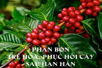 Phân bón trẻ hóa, phục hồi cây sau hạn hán