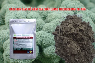 Cách đơn giản để kiểm tra chất lượng Trichoderma tại nhà