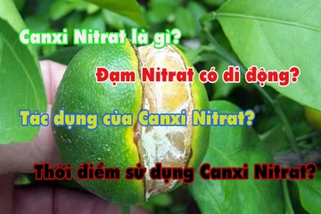 Canxi Nitrat - tác dụng, thời điểm sử dụng và sự kết hợp với các dòng phân bón, thuốc BVTV?