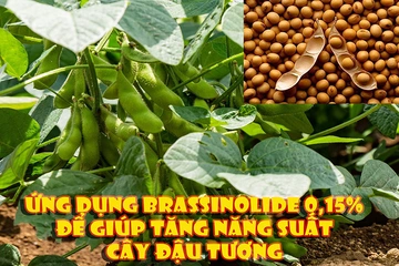 Ứng Dụng Brassinolide 0.15% để giúp tăng năng suất cây đậu tương