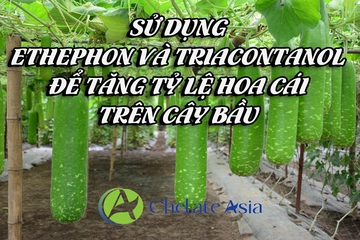 Sử dụng Ethephon và Triacontanol để tăng tỷ lệ hoa cái trên cây bầu