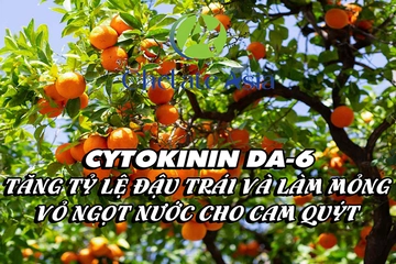 Cytokinin DA-6: Tăng tỷ lệ đậu trái và làm mỏng vỏ ngọt nước cho cam quýt