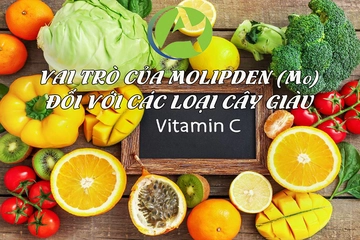 Vai trò của molypden (Mo) đối với các loại cây giàu vitamin c