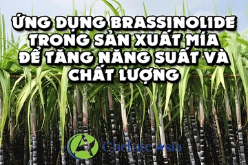 Ứng dụng Brassinolide trong sản xuất mía để tăng năng suất và chất lượng